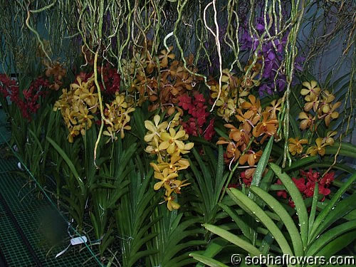 Vanda Garden